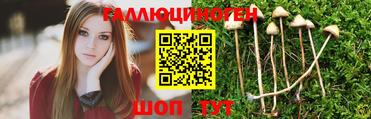 Псилоцибиновые грибы GOLDEN TEACHER Киселёвск