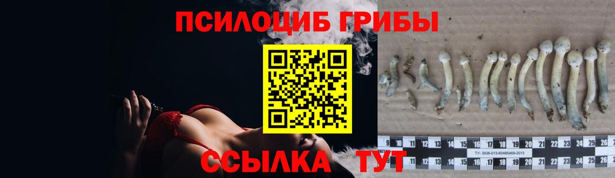 Псилоцибиновые грибы Cubensis  Вход с VPN  Киселёвск 